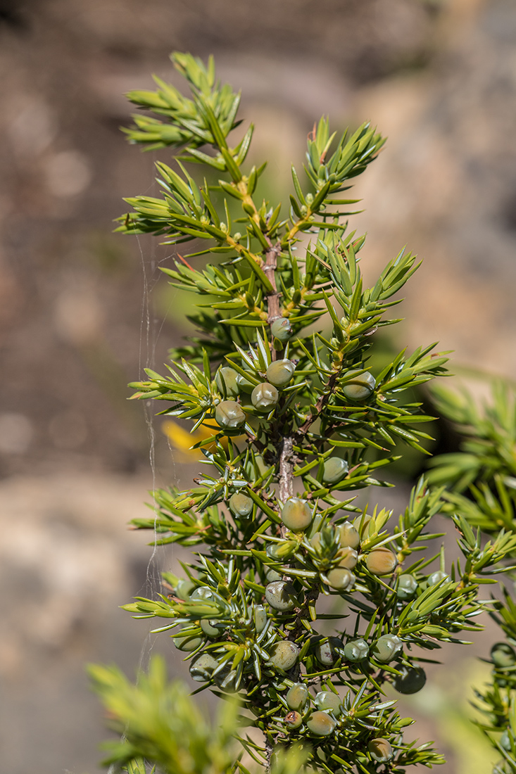 Image of Juniperus hemisphaerica specimen.