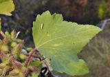 Xanthium orientale