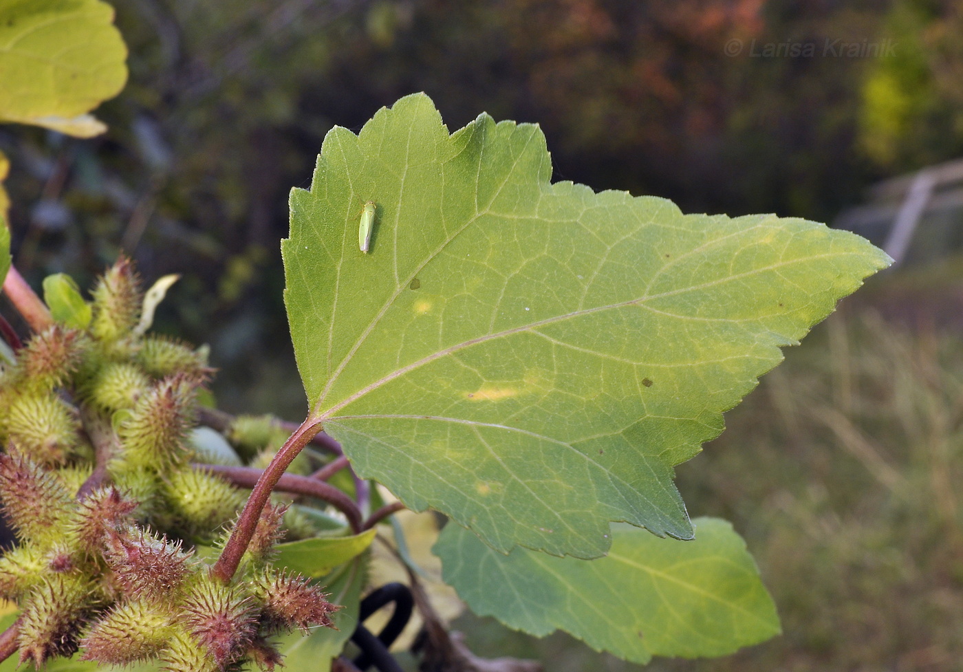 Image of Xanthium orientale specimen.