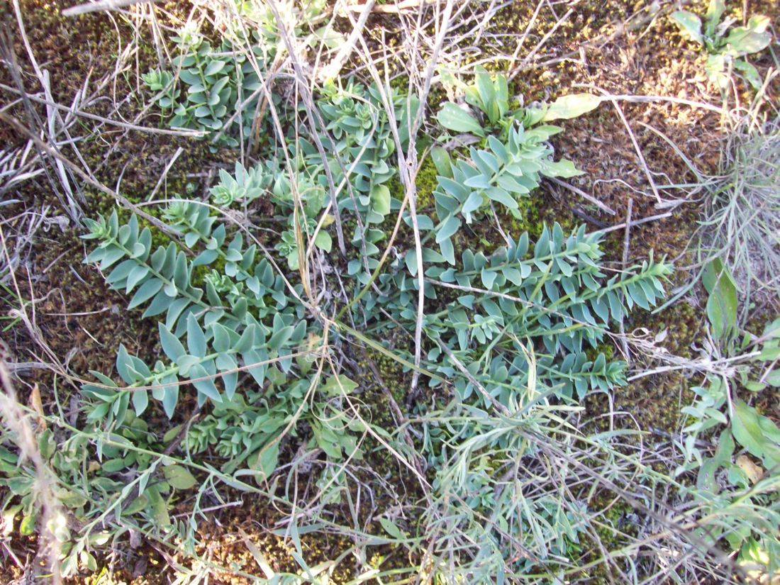 Изображение особи Linaria genistifolia.