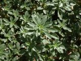 Amaranthus blitoides