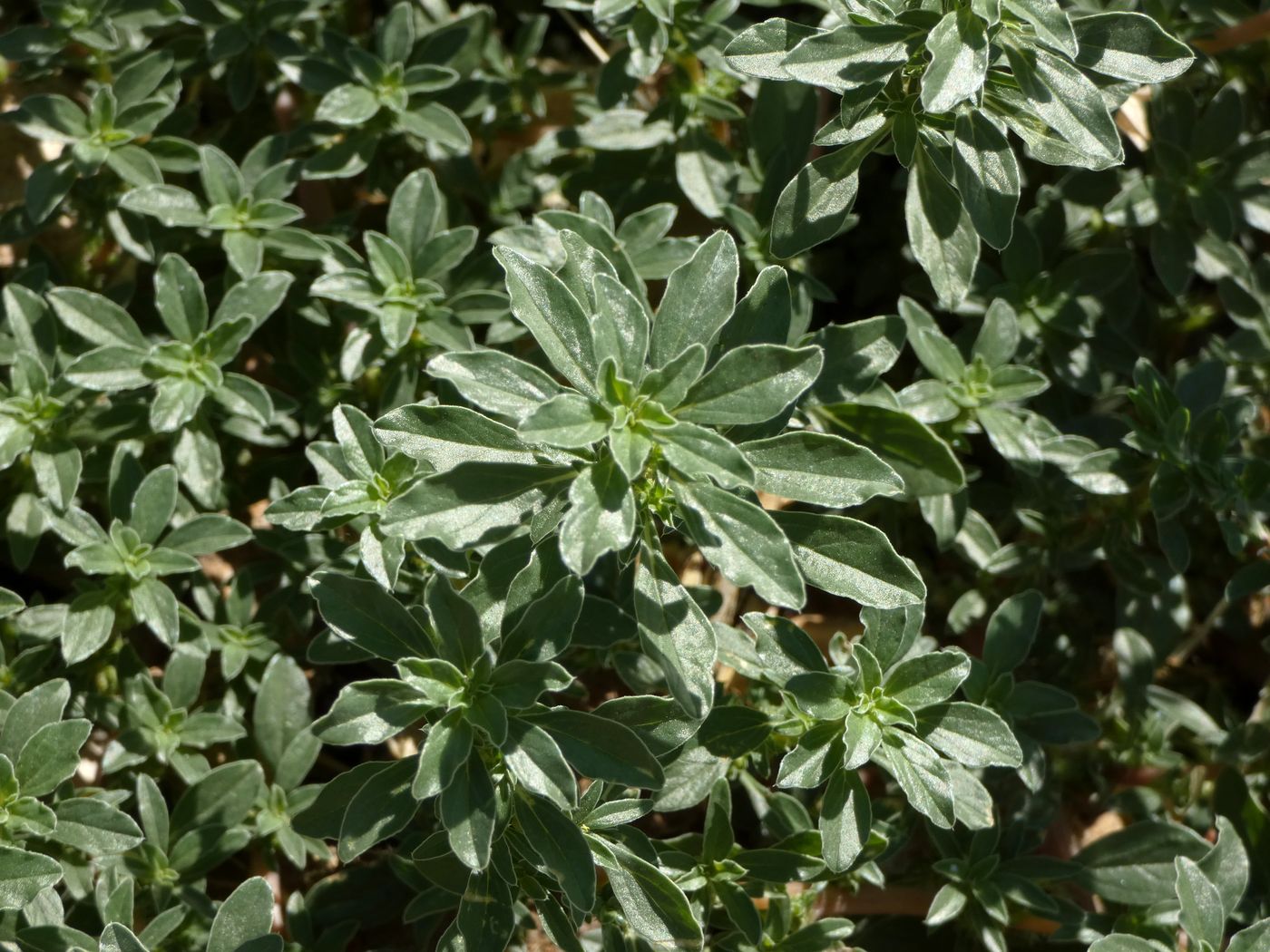 Image of Amaranthus blitoides specimen.