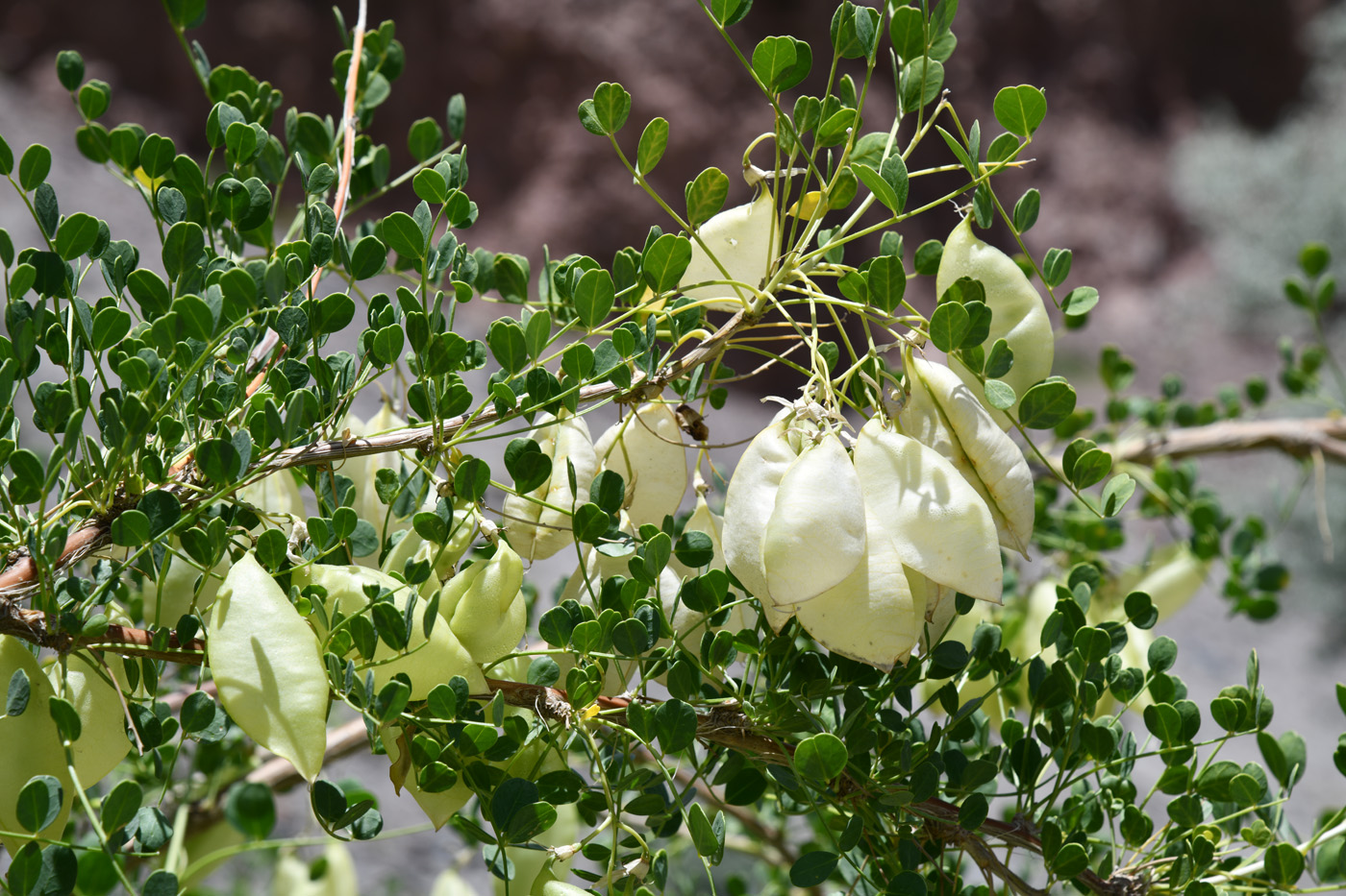 Image of Colutea paulsenii specimen.