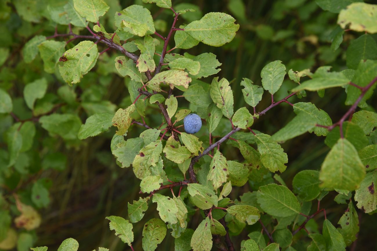 Image of Prunus spinosa specimen.