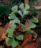 Ginkgo biloba