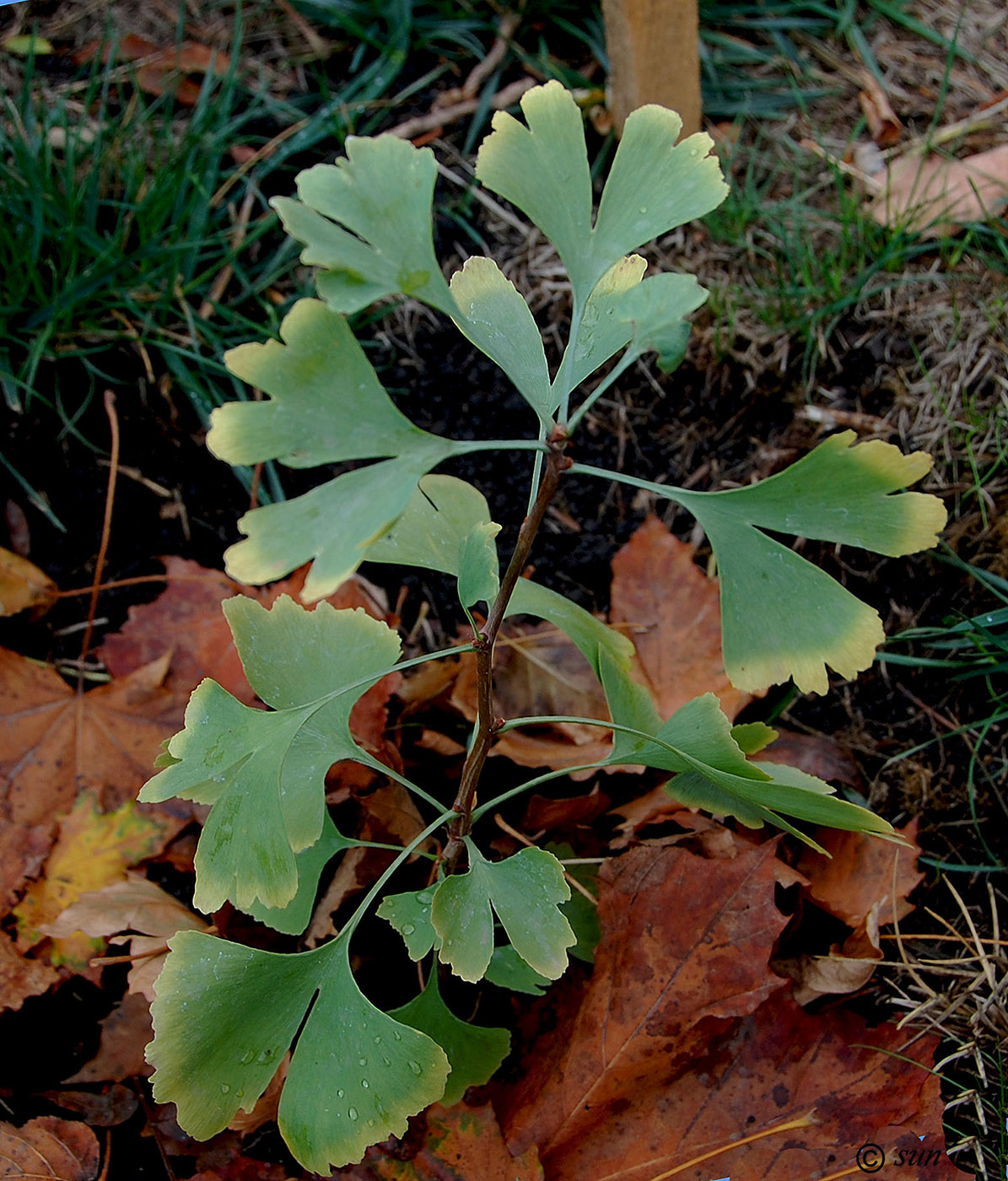 Image of Ginkgo biloba specimen.