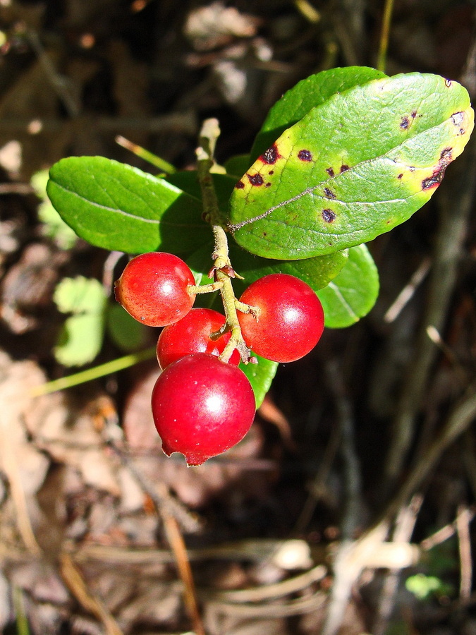 Image of Vaccinium vitis-idaea specimen.