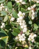 Symphoricarpos albus variety laevigatus. Плоды и листья. Краснодарский край, Крымский р-н, станица Неберджаевская, приусадебный участок, в культуре. 22.09.2024.