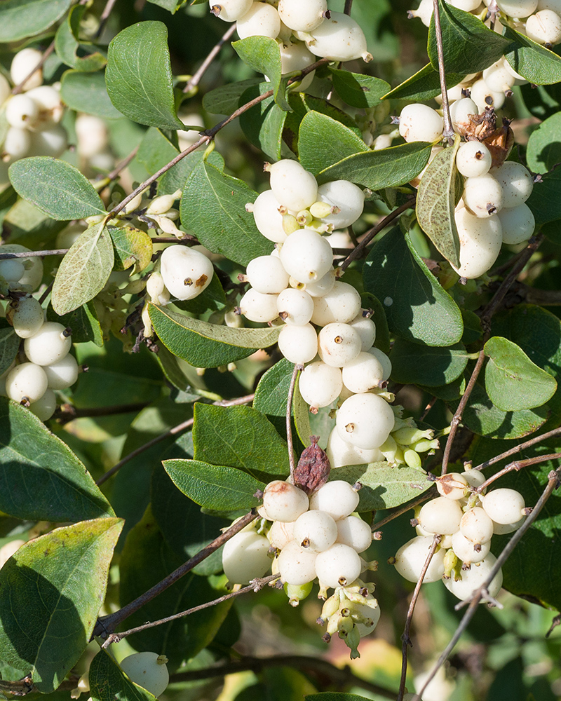 Image of Symphoricarpos albus var. laevigatus specimen.