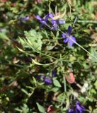 Delphinium ajacis. Соплодие и часть соцветия с бутонами (вверху). Рязанская обл., Милославский р-н, окр. устья руч. Рожня, обочина грунтовой дороги. 2 августа 2024 г.