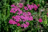 Achillea millefolium. Соцветия (культивар). Вологодская обл., Кирилловский р-н, г. Кириллов, в культуре. 12.07.2024.