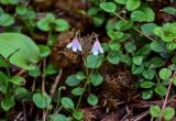 Linnaea borealis