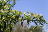 genus Bougainvillea