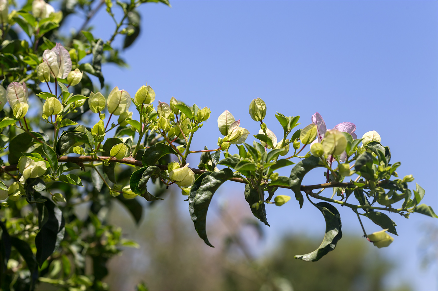 Изображение особи род Bougainvillea.