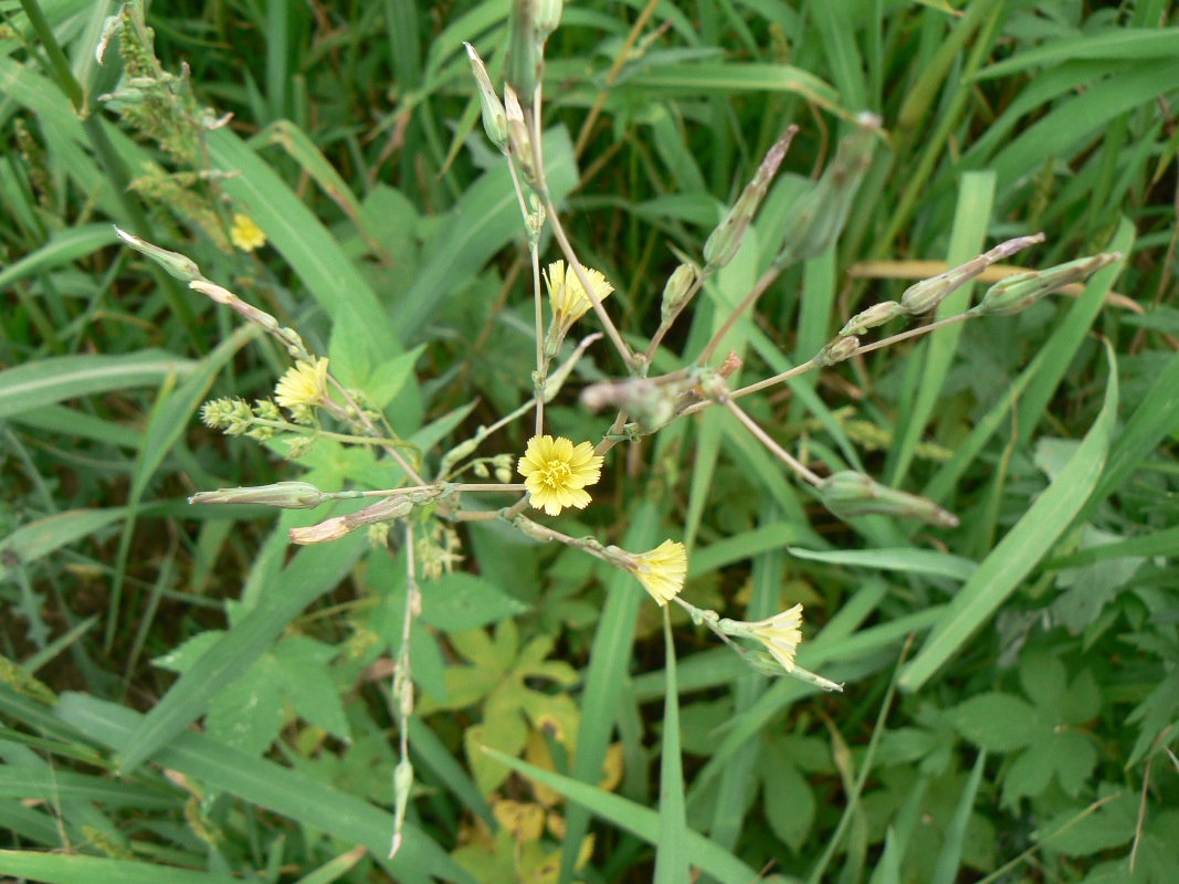 Изображение особи Lactuca serriola.