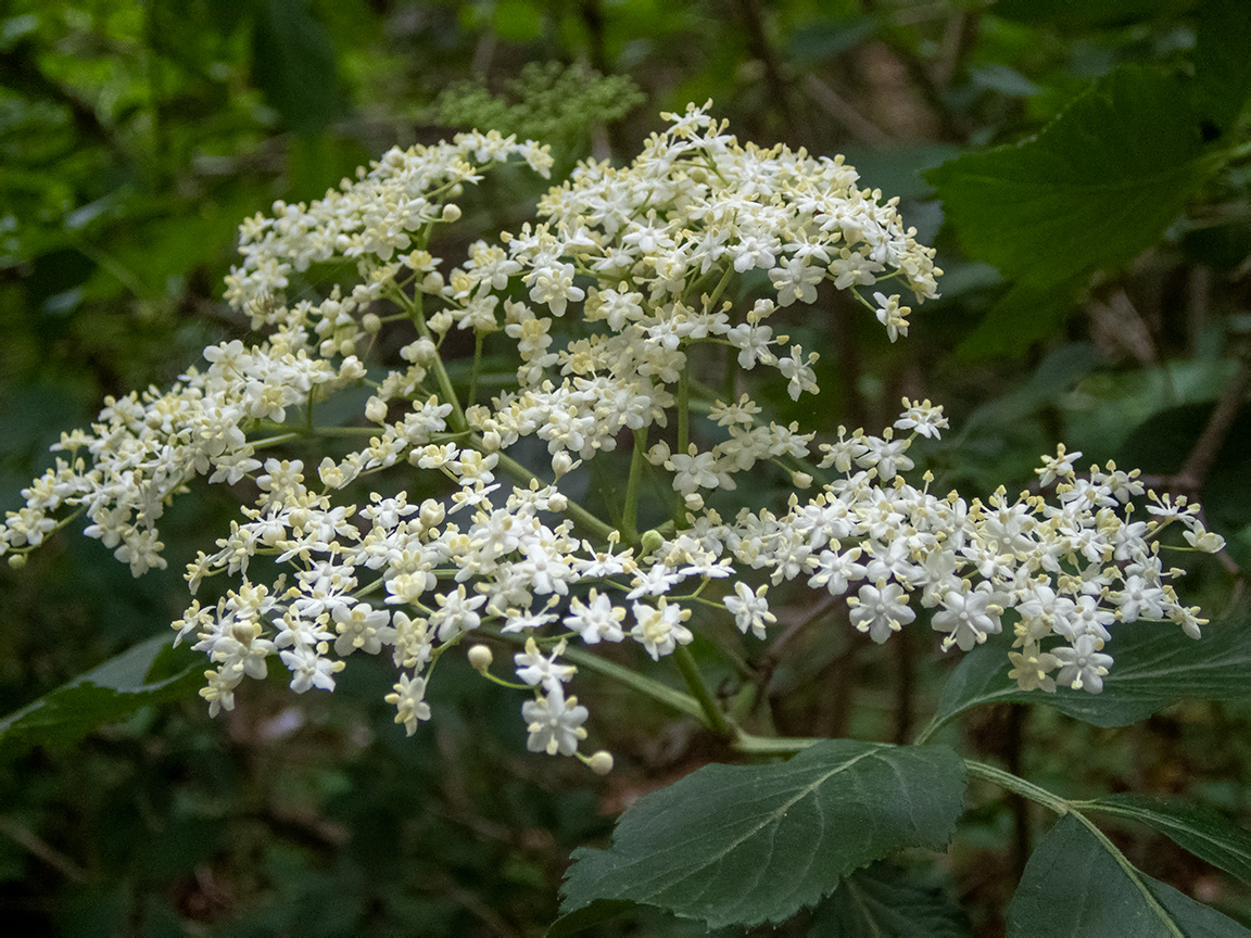 Image of Sambucus nigra specimen.