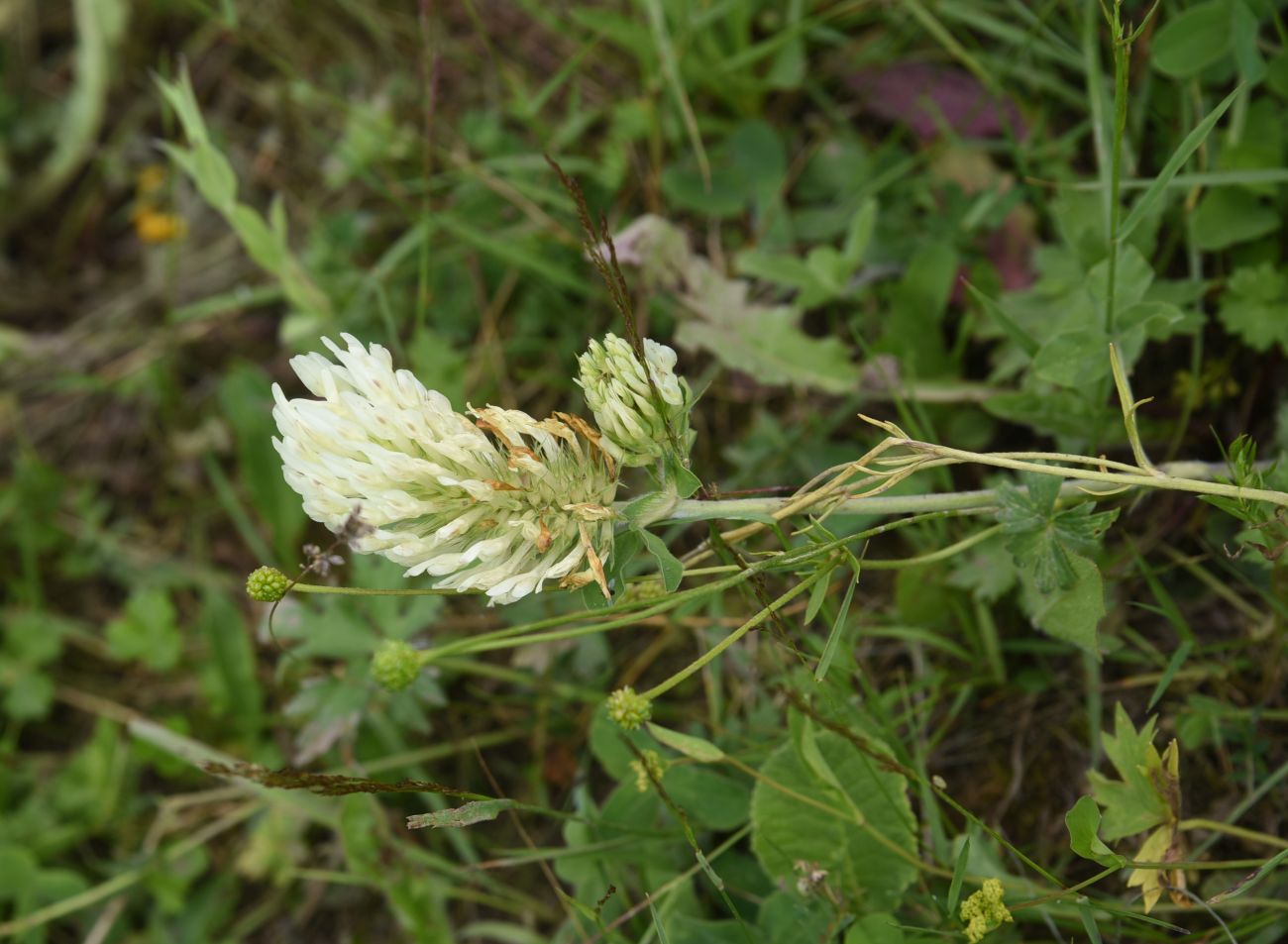 Изображение особи Trifolium canescens.