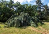 Cedrus atlantica. Взрослое дерево (культивар). Крым, Южный Берег, городской округ Ялта, Массандровский парк. 29.05.2024.