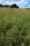 Gladiolus imbricatus