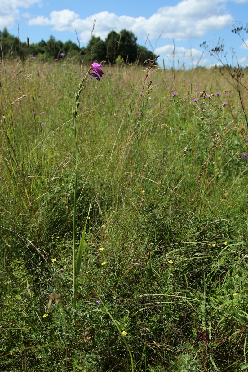 Image of Gladiolus imbricatus specimen.