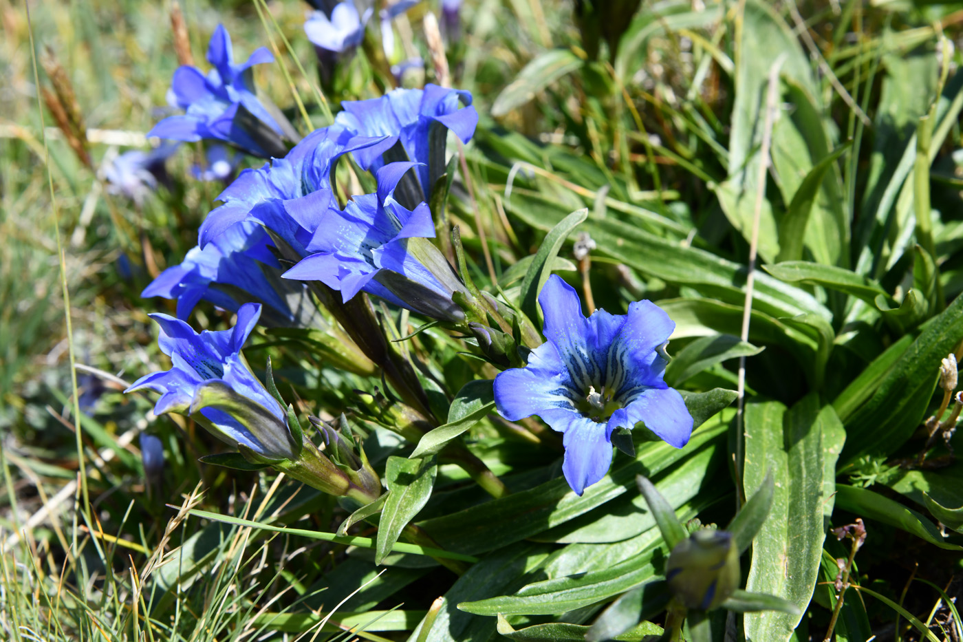 Image of Gentiana kaufmanniana specimen.