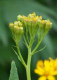 Senecio cannabifolius. Общее соцветие с развивающимися корзинками. Камчатский край, г. Петропавловск-Камчатский, Мишенная сопка, березняк. 12.08.2024.