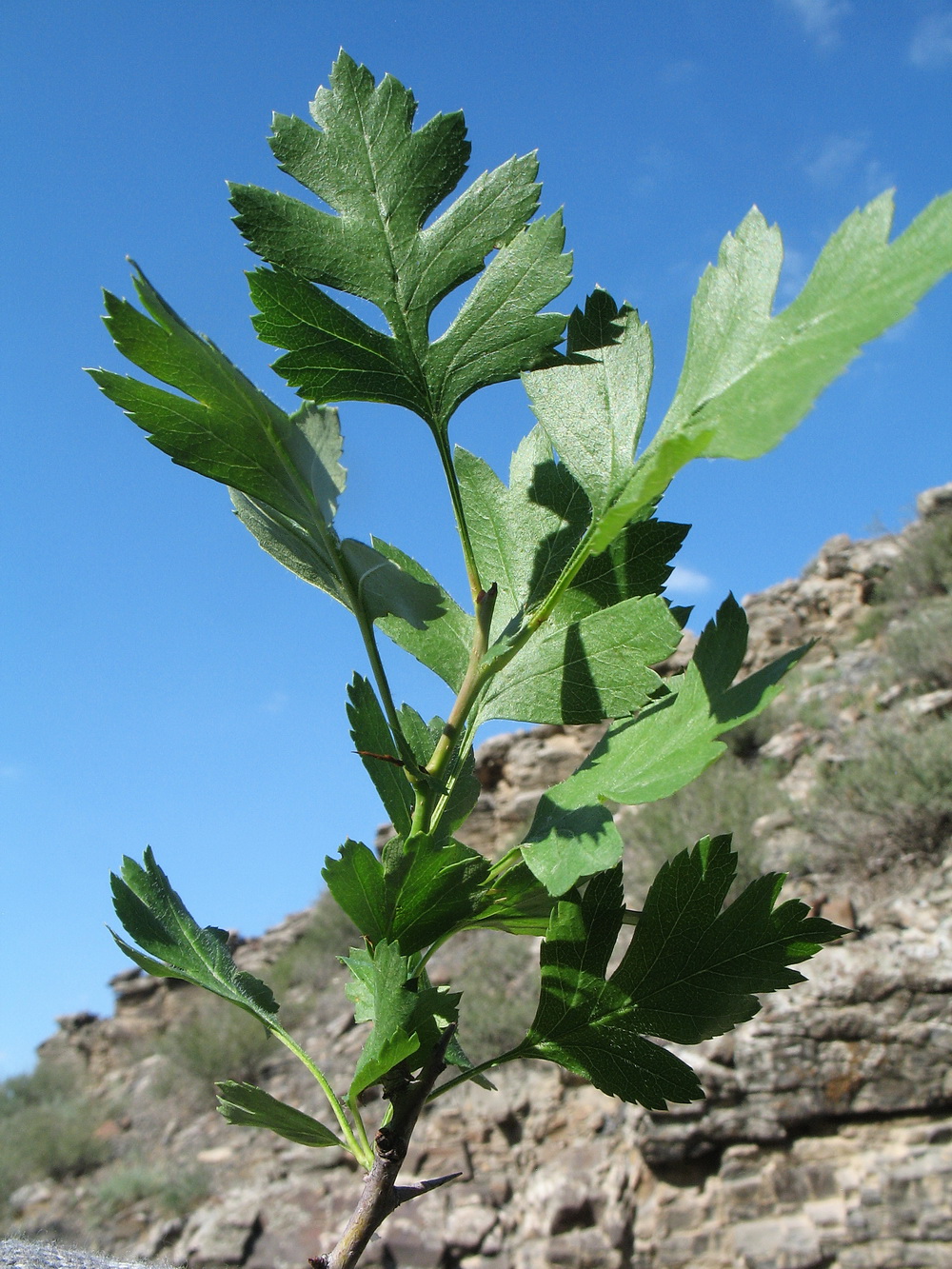 Изображение особи Crataegus transcaspica.