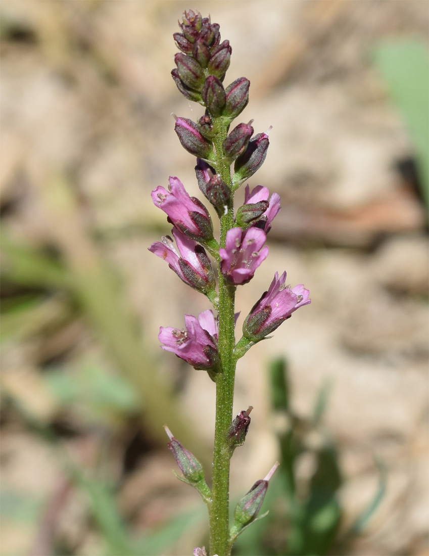 Изображение особи Lysimachia dubia.
