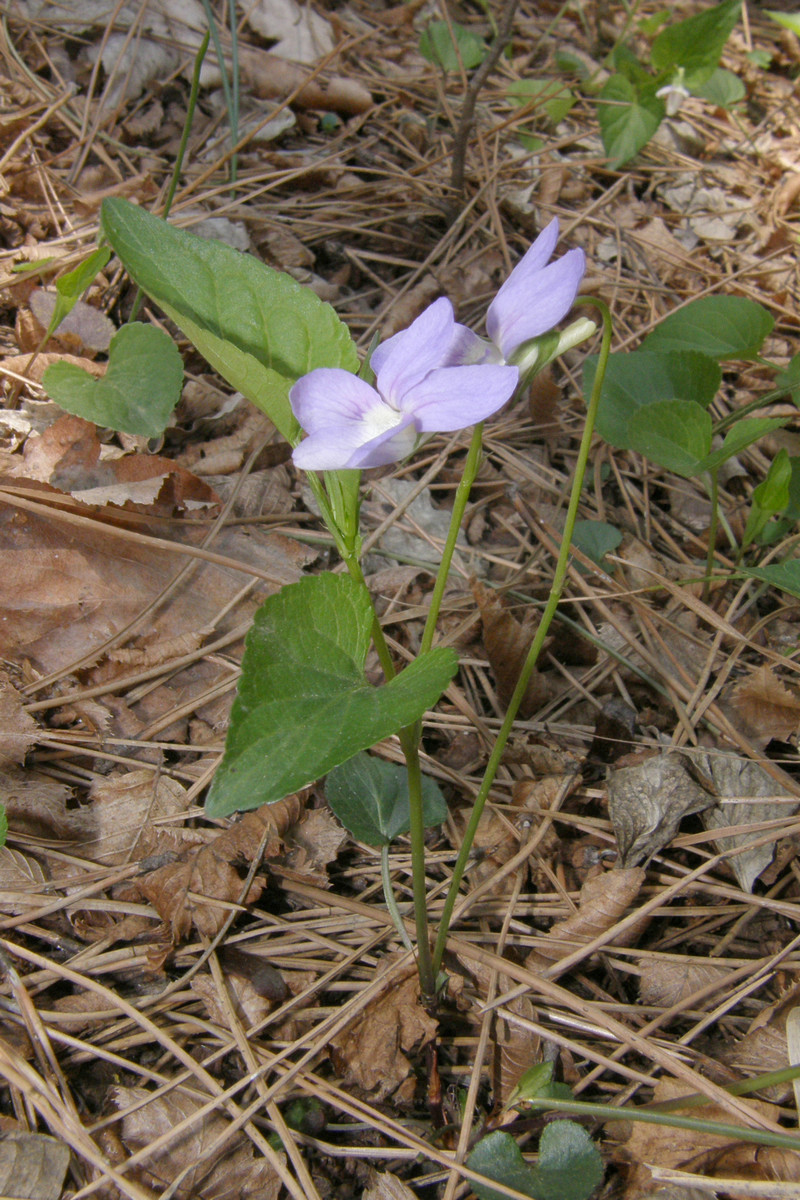 Image of Viola sieheana specimen.