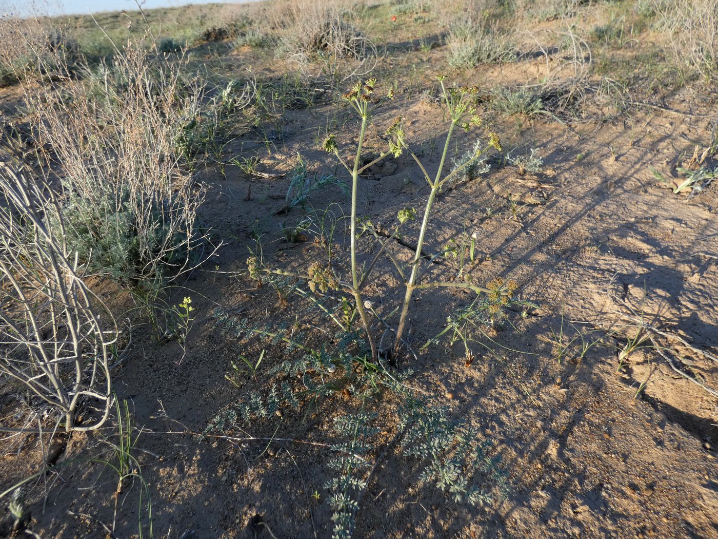 Image of Ferula nuda specimen.