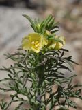 View full-size image Verbascum orientale