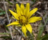 Смотреть изображение Scorzonera mollis