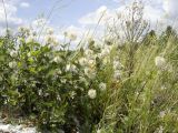 Clematis integrifolia