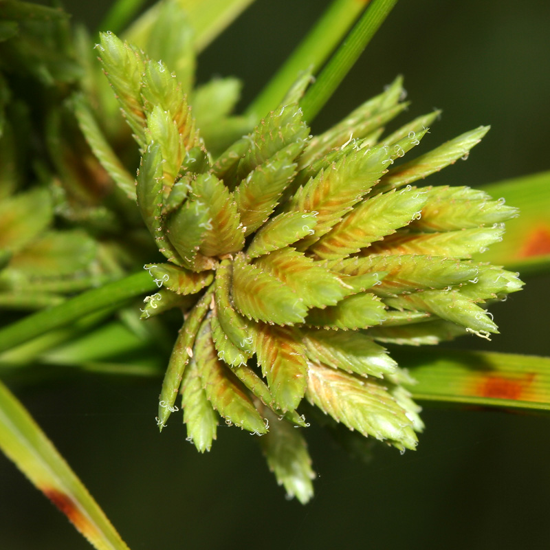 Image of Cyperus eragrostis specimen.