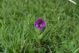 View full-size image Dactylorhiza euxina