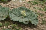 View full-size image Rheum ribes