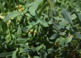 View full-size image Cerinthe minor