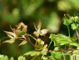 View full-size image Geranium lucidum