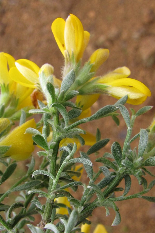 Image of Genista godetii specimen.