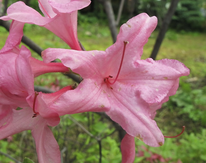 Изображение особи род Rhododendron.