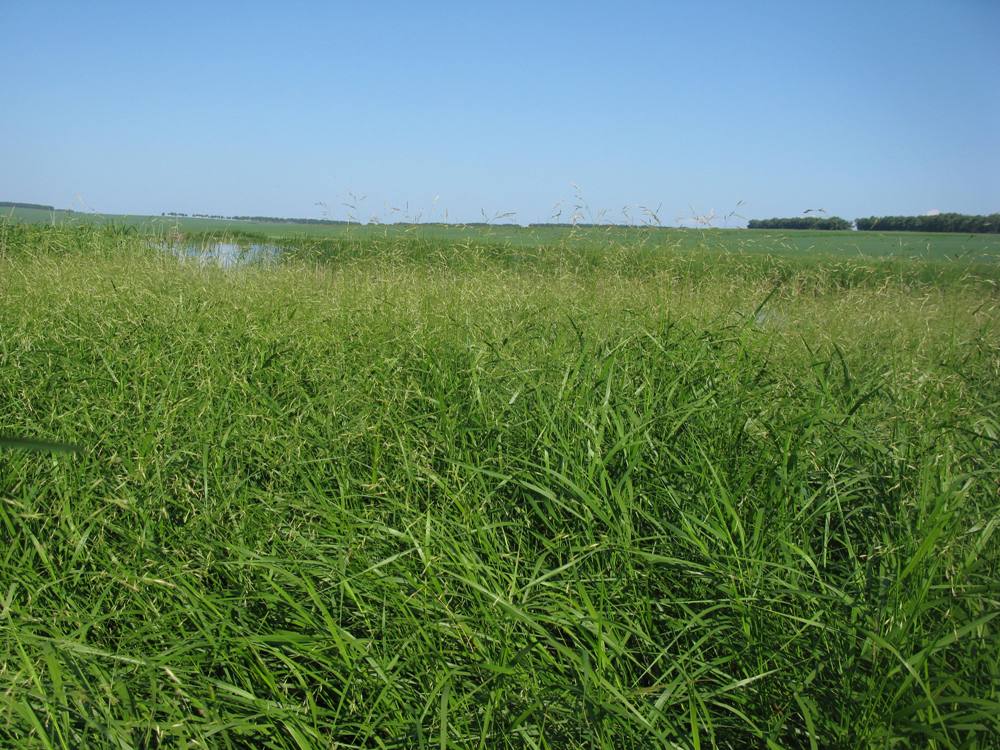 Image of Scolochloa festucacea specimen.