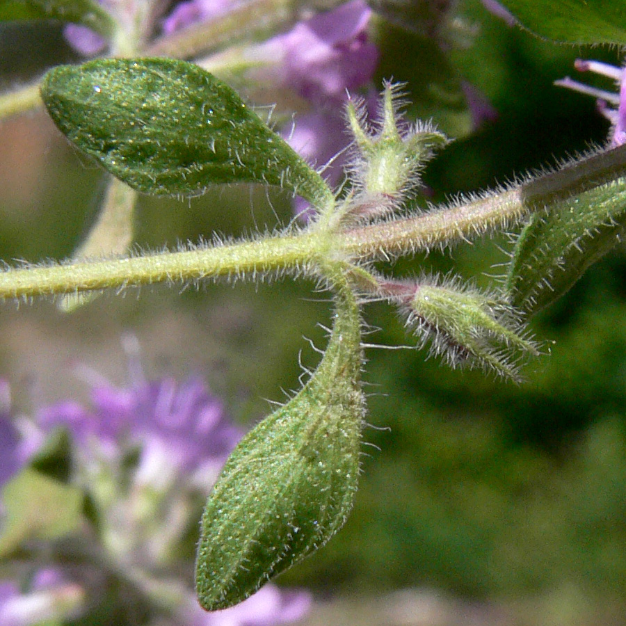 Image of Thymus hirticaulis specimen.