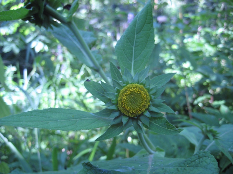 Image of Carpesium macrocephalum specimen.