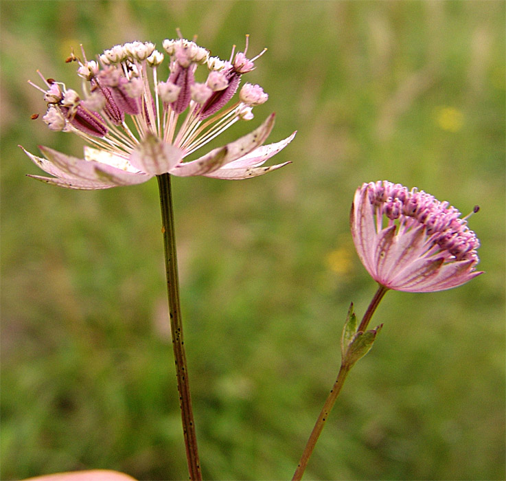 Image of Astrantia trifida specimen.