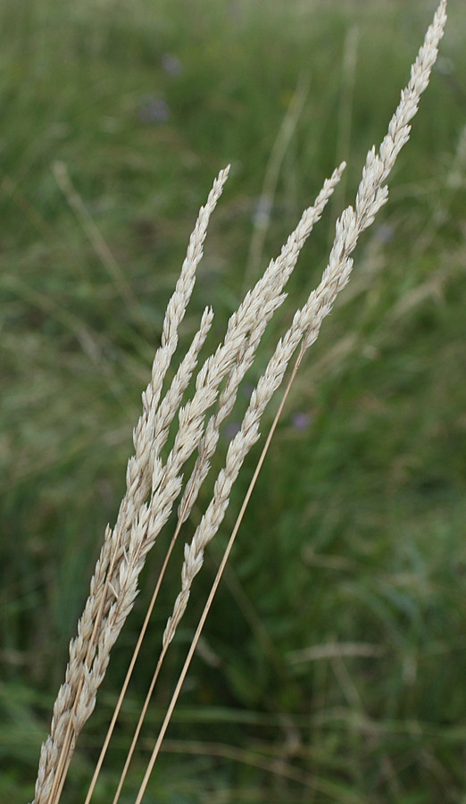 Image of Koeleria macrantha specimen.