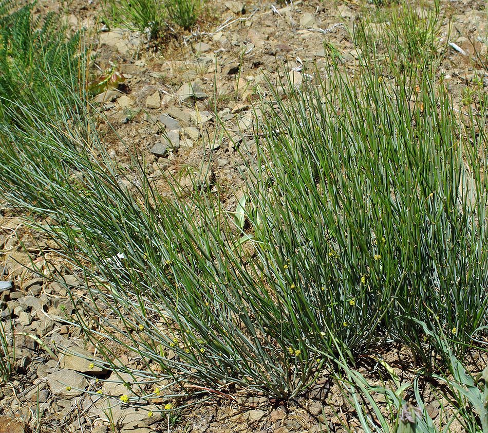 Image of genus Ephedra specimen.