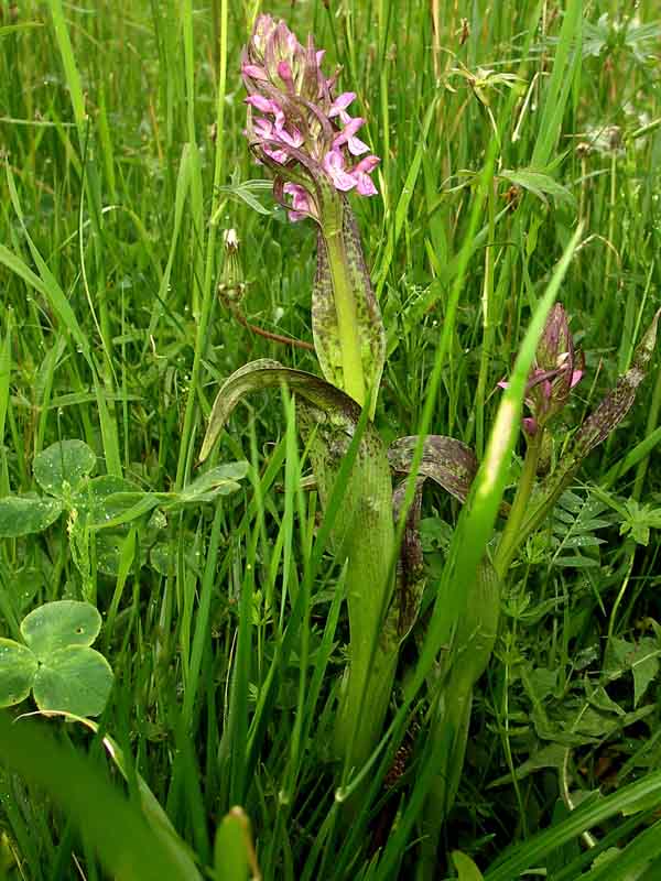 Изображение особи Dactylorhiza incarnata var. reichenbachii.