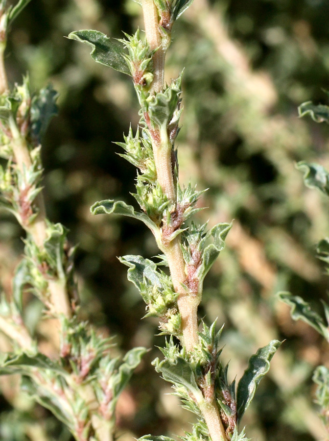 Image of Amaranthus albus specimen.