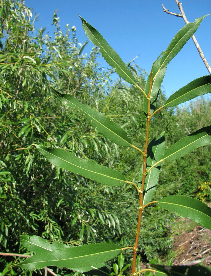 Image of Salix &times; meyeriana specimen.