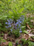 Omphalodes cappadocica